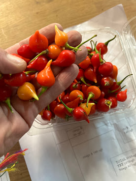 Strega Provisions, LLC by null