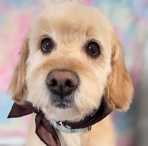 B-Stylin' Pets Mobile Salon llc. - Thumbnail