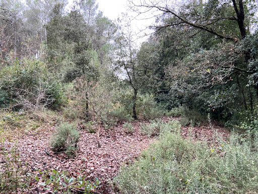 Puig Rodó - Visual