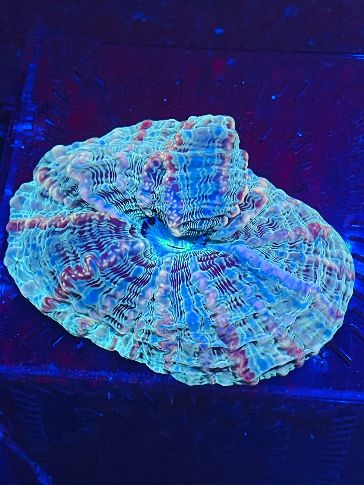 Royal Aquaria - صورة 2