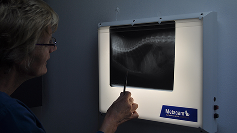 West End Vets - Tollcross - Thumbnail