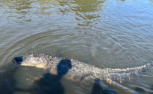 Cajun Encounters - Thumbnail