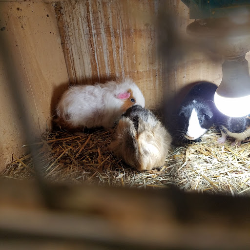 Good's Feed Mill - Thumbnail