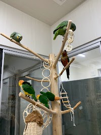 フラップ・バード