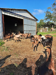 Photo n°21 de Fromagerie Lepage à Seuilly (Fromagerie)