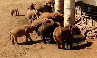 Photos of Sarova Salt Lick Lodge