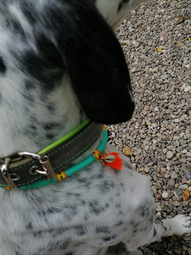 Hund von Eden - Thumbnail