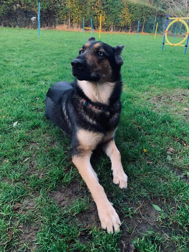 Orchard Kennels - Thumbnail
