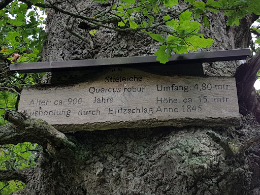 Hohle Eiche - Visual