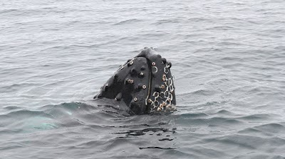 Photos of Puffin Island