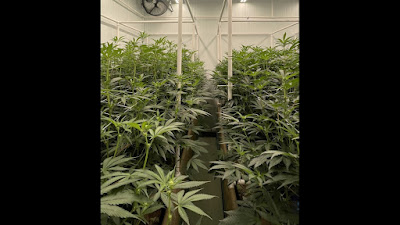 Photo of Blue Lobster Cannabis