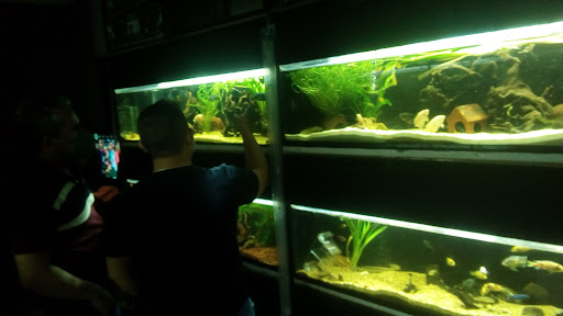 Acuario Golden King Saltillo - Thumbnail