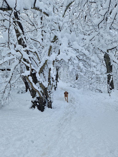 Old Park Wood - Thumbnail