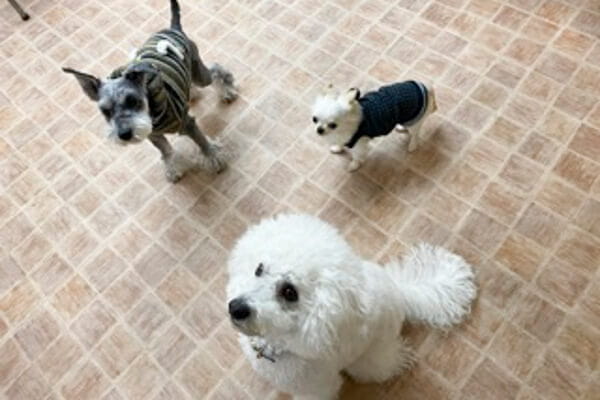 ＭＤｏｇＳｐａ 大倉山