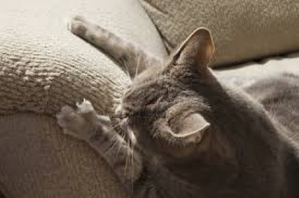 Naturally Cats - Thumbnail