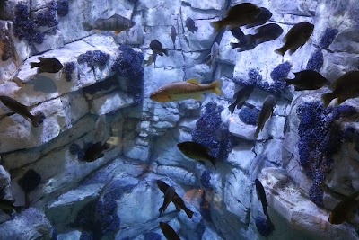 Reiman Aquarium