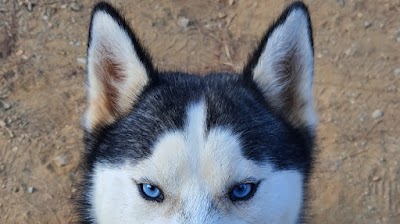 HATKEM HATAY KÖPEK EĞİTİM VE KONAKLAMA - SINCE 2006