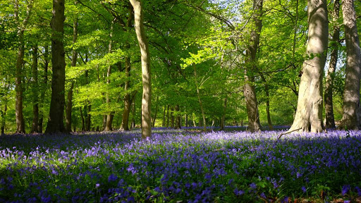 Medmenham Camp Iron Age Hill Fort