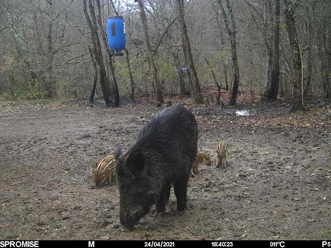Hunting trail cameras, camping, hobby - SPYBOAR - Троян