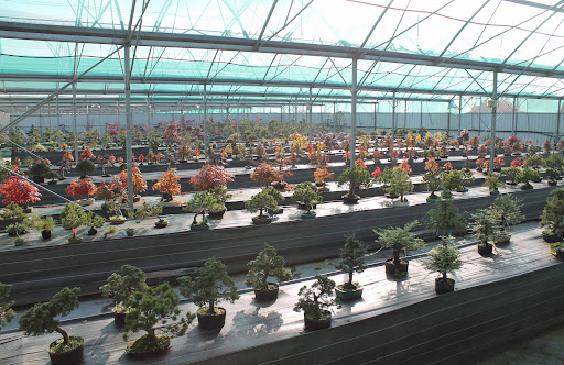 Photo de Pépinière Bonsaï Galinou