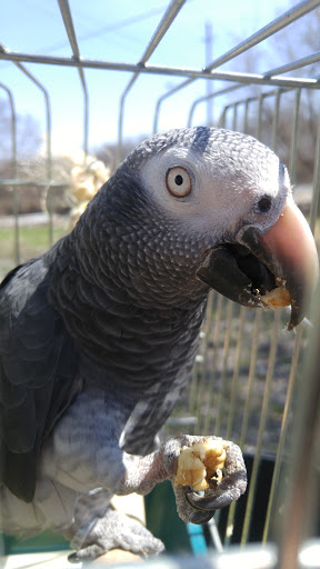 Parrot Partners Canada - Thumbnail