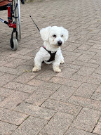 Libre Amy et précieux délices Comportementaliste chat/chien, Éducatrice canine,Conseillère Fleurs de Bach, CBD, Alimentation à Donges