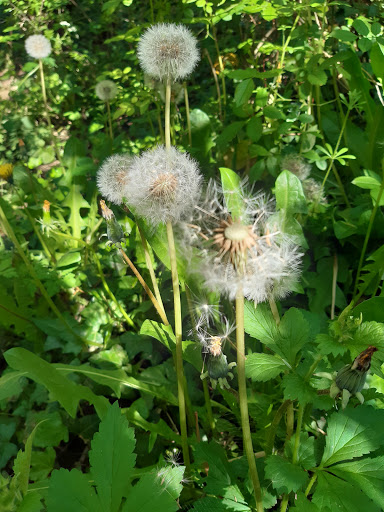 Badsey Lane Nature Reserve