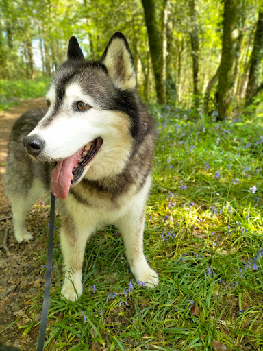 Photo de La maison de Savenol à Meslan (56320)