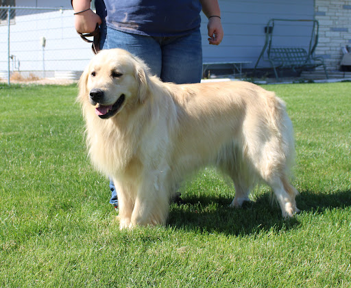 Colson Kennels Bernese & Golden Retrievers Gallery - United States