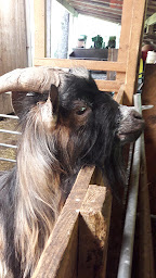 Photo n°10 de Camping L'Ecureuil à Champs-sur-Tarentaine-Marchal (Camping à la ferme)