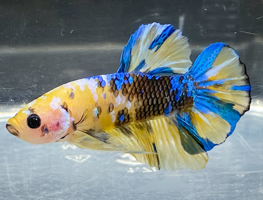 Fancy Fishes - Thumbnail