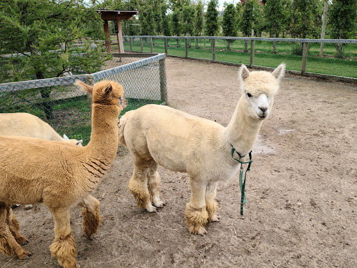 Chudleigh’s Entertainment Farm - Thumbnail