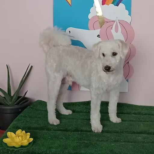 La Fábrica de Sueños: Peluquería canina y tienda Gallery - Spain