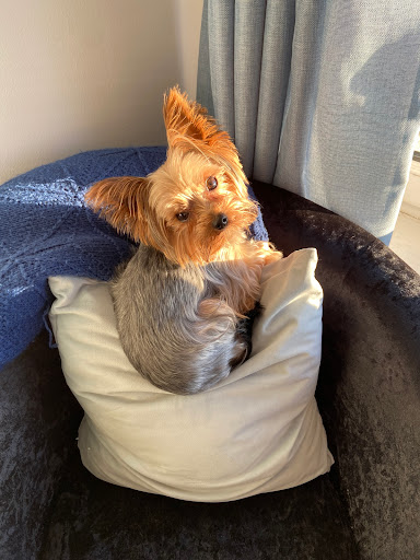 CrumPets Vet Clinical Support - Thumbnail