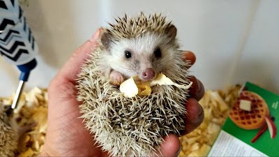 Iowa Family Hedgehogs