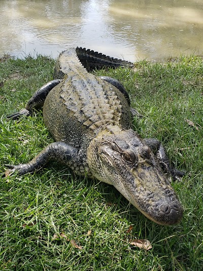 Kliebert & Son’s Gator Tours