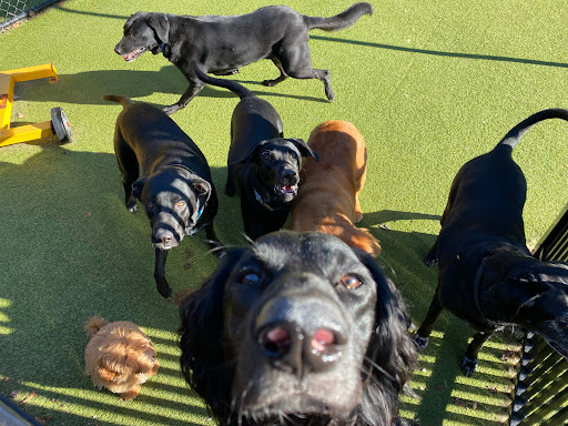 Park Your Paws - Boarding, Grooming, Day Camp Gallery - United States