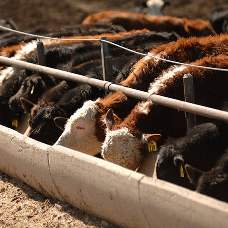 Livestock Animal Exchange Livestock Breeder in Virginia Beach