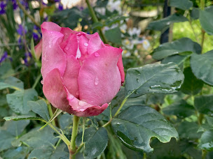 Photo n°13 de Sous le Bon Toit à Belley (Chambre d'hôtes)