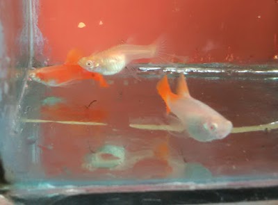 Photos of rama Guppy Farm