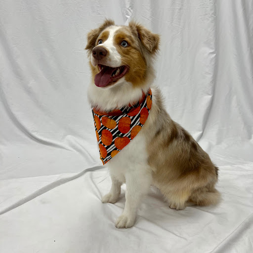 Pet Wash & Grooming Northland - Thumbnail
