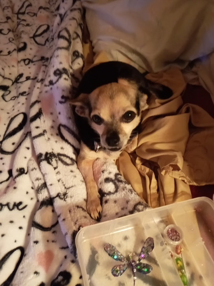 Salty Dawgs Grooming Parlor photo 13