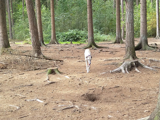 Hundeauslaufzone Tangstedter Forst