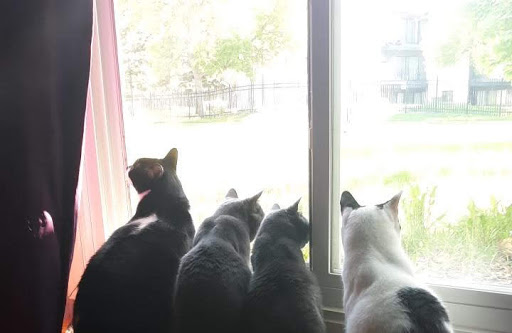 Katalyst Cats - Visual