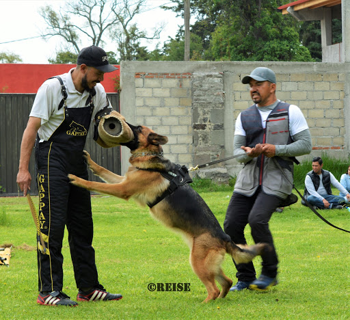 Dog Sport AC - Thumbnail