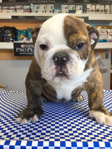 Veterinaria García