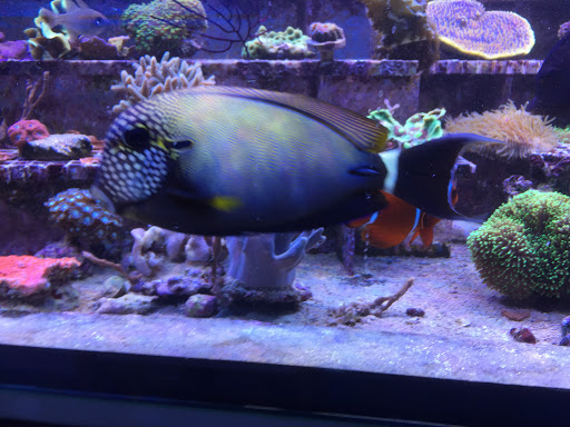 Meerwasseraquaristik Nufer
