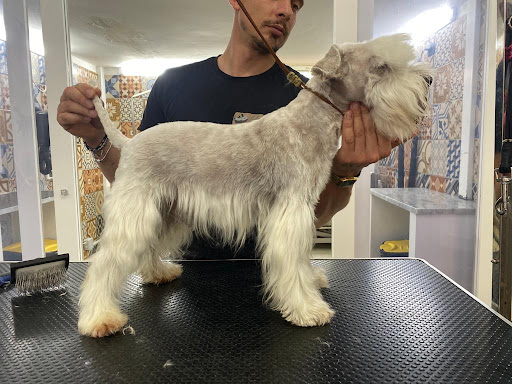 Toelettatura Oh My Dog