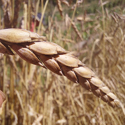 Photo n°10 de Boulangerie Terra Panem à Beaucouzé (Boulangerie)