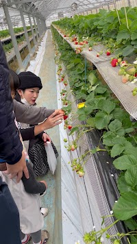 暁いちご農園 いちご狩り